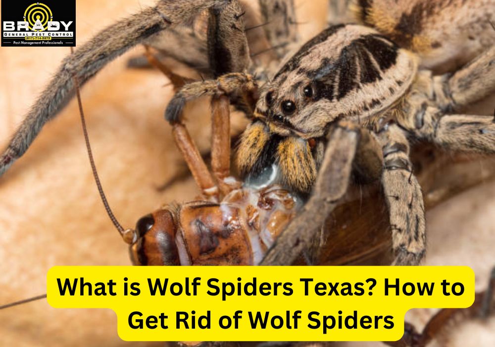 What is Wolf Spiders Texas? How to Get Rid of Wolf Spiders in 2026 - Brady Pest Control
