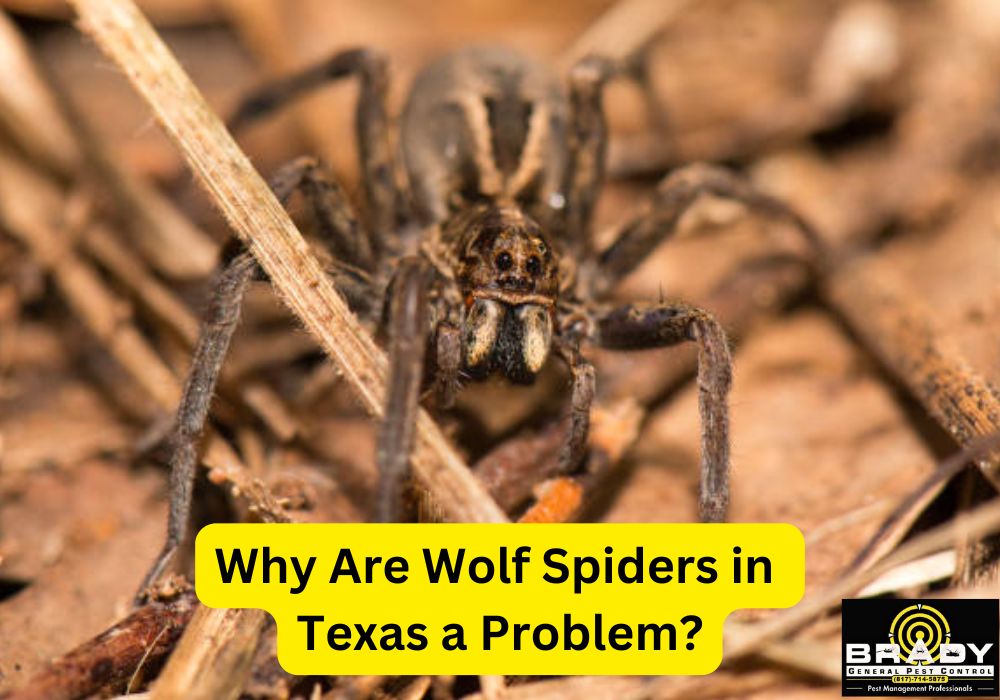 Why Are Wolf Spiders in Texas a Problem?