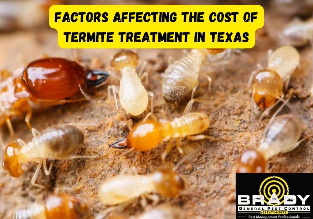 Factors Affecting the Cost of Termite Treatment in Texas