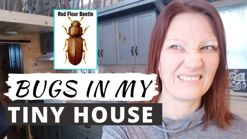 Ground Beetles in Mansfield, TX: Why They Show Up Around Spring 3 How to Get Rid of Tiny Black Beetles in the House