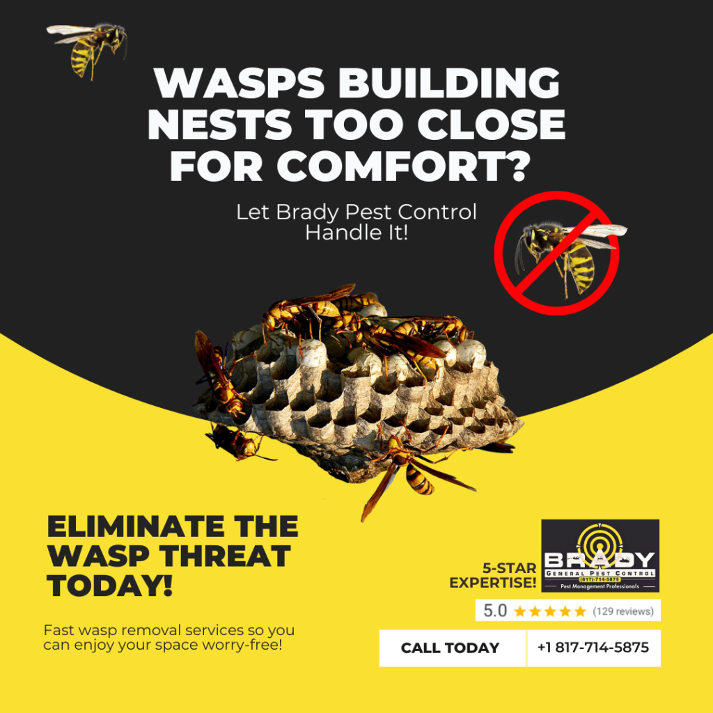 Wasp Nest control and removal in Grand Prairie