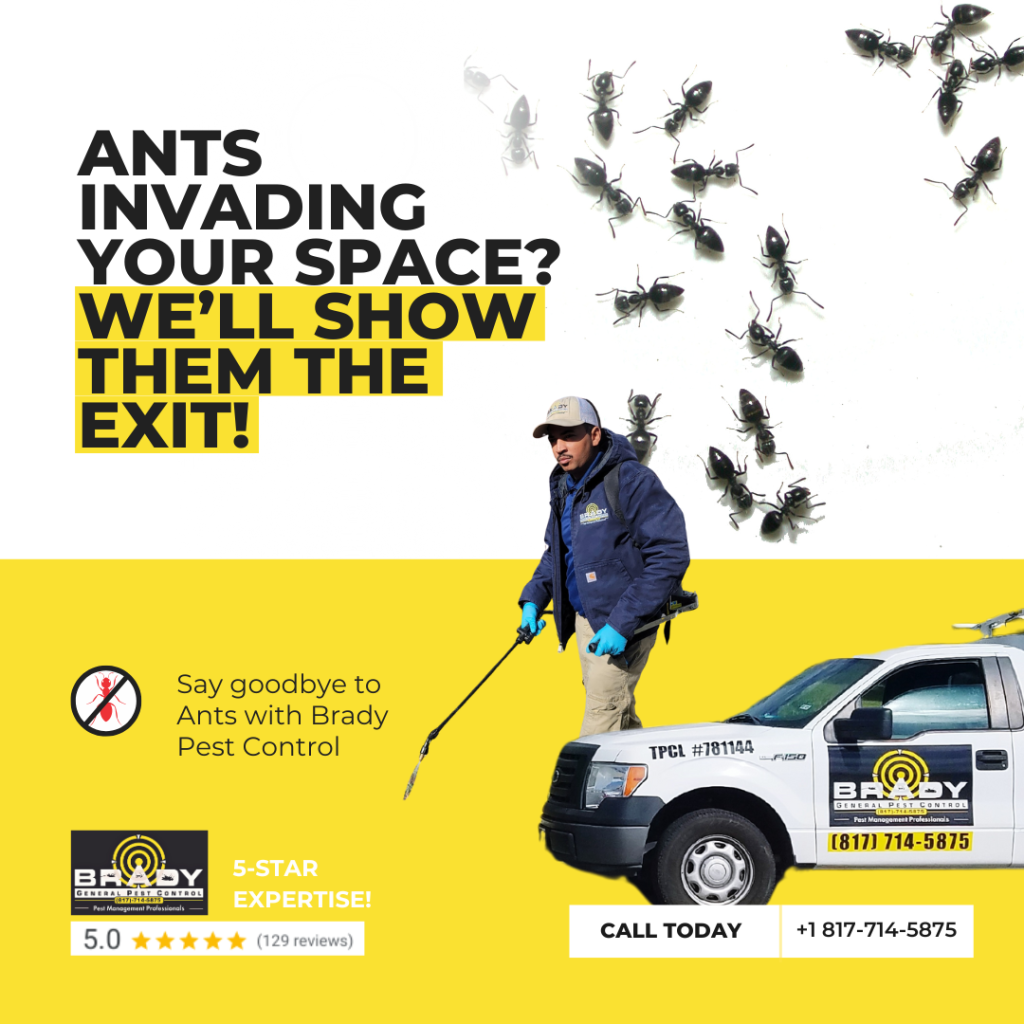 Ant Control Extermination Treatment Experts