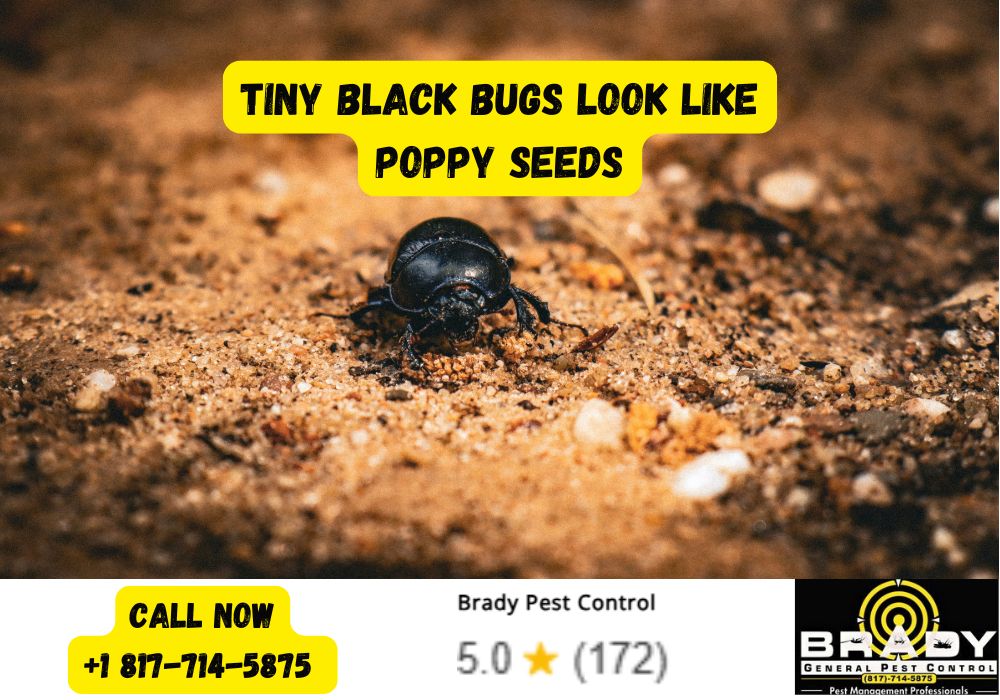 How to Identify Small Black Bugs by Where You Find Them