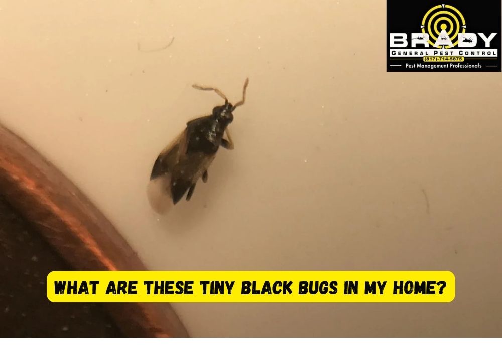 Little Black Bugs in House | Small Black Bugs in House