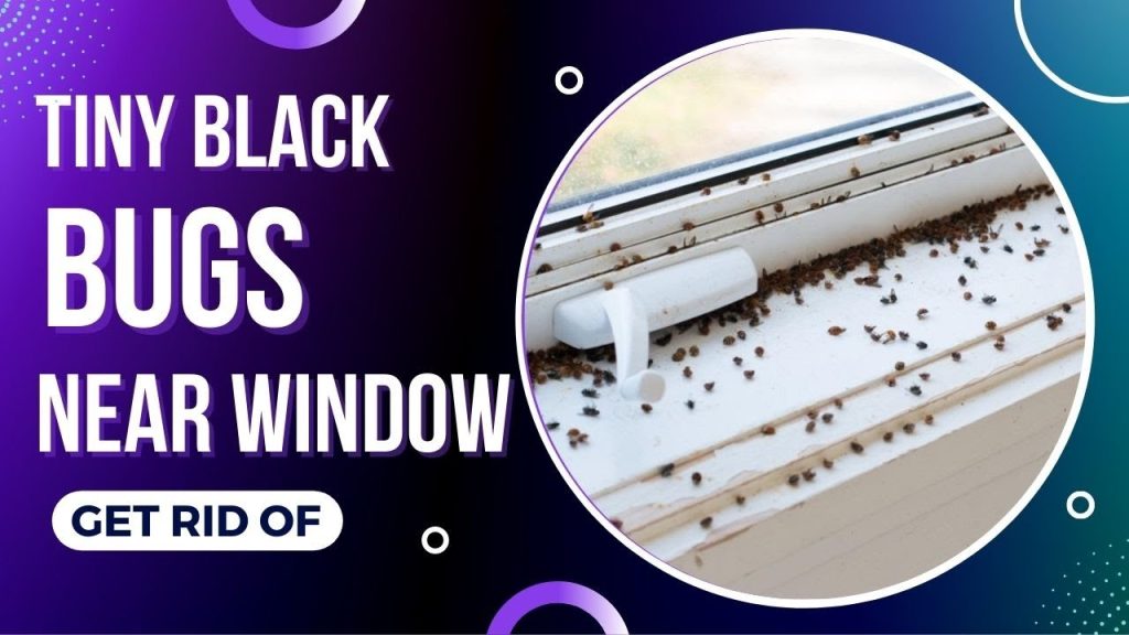 How to Get Rid of Small Black Bugs in House | Little Black Bugs in House 3 Tiny Black Bugs in House
