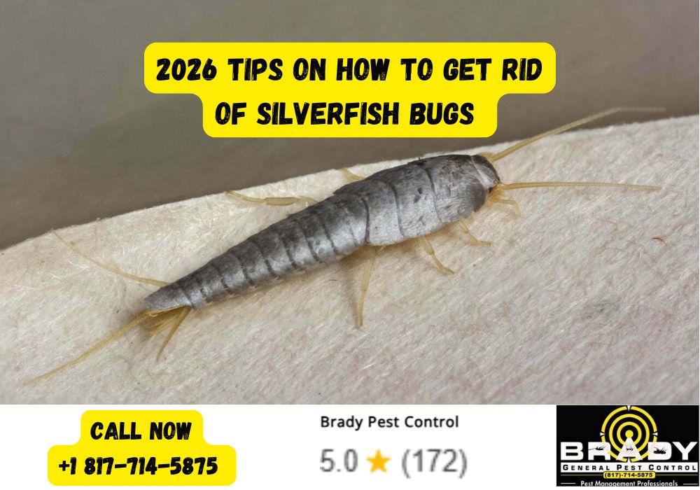 Tips to Get Rid of Silverfish Bugs in Grand Prairie, TX