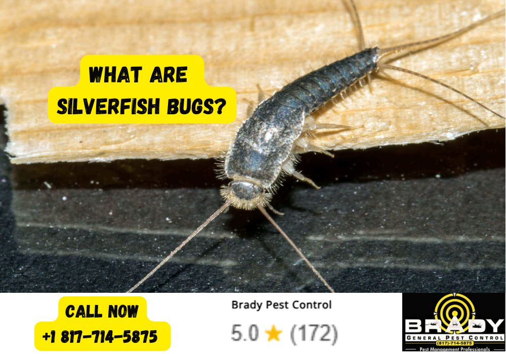What Are  Silverfish Bugs?