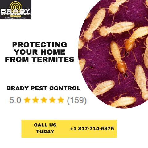 Protecting Your Home from Termites in Grand Prairie, TX - Brady Pest Control