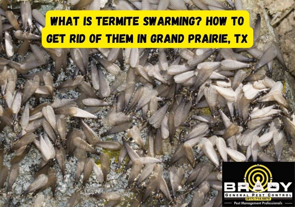 What is Termite Swarming? How to Get Rid of Them in Grand Prairie, TX