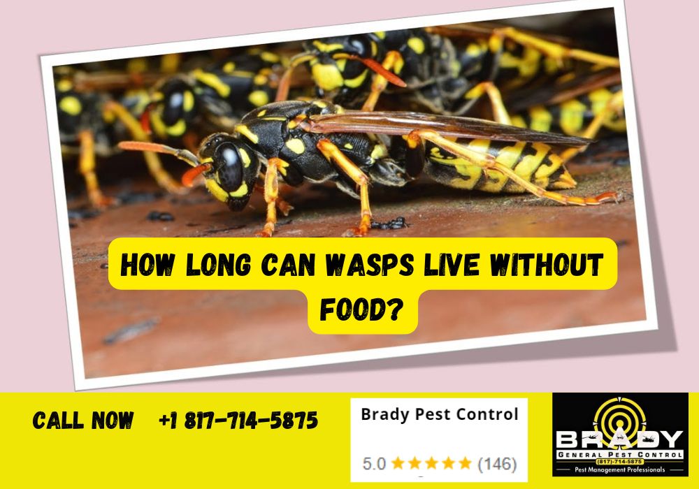 How Long Can Wasps Live Without Food?