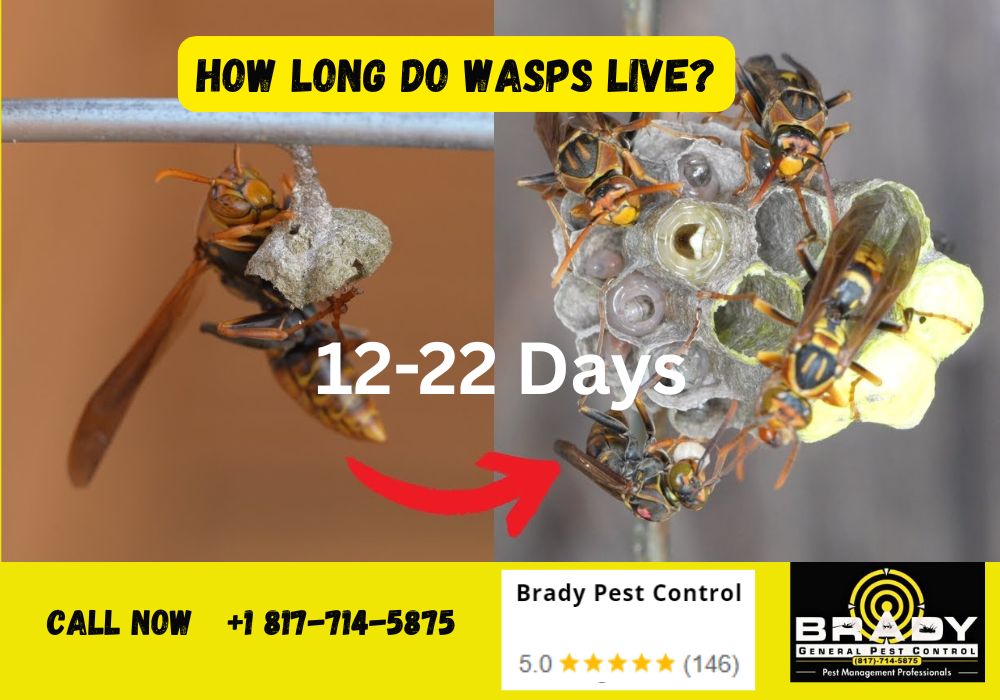 How Long Can Wasps Survive Without Food? How Long Do Wasps Live IN 2026