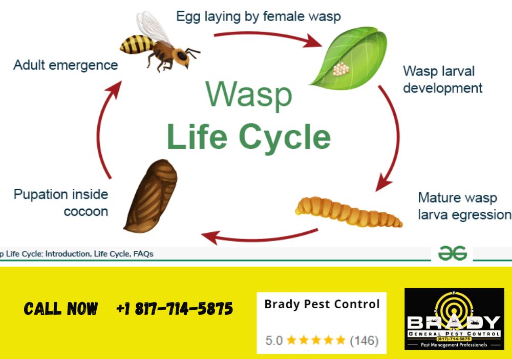 Wasp Lifespan | What is the Lifespan of a Wasp - Brady Pest Control