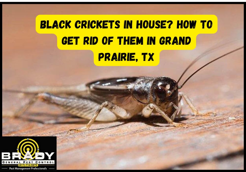 Black Crickets in Grand Prairie House - Brady Pest Control