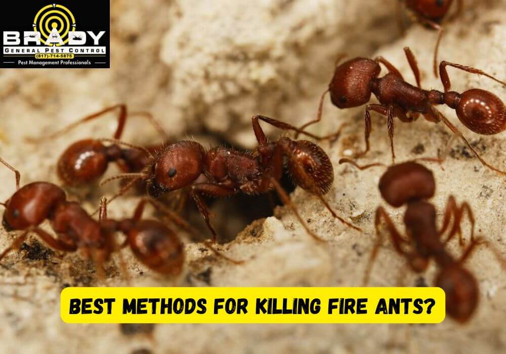 Best Methods for Killing Fire Ants (Two-Step Method) | Fire Ant Killer in Grand Prairie, TX - Brady Pest Control