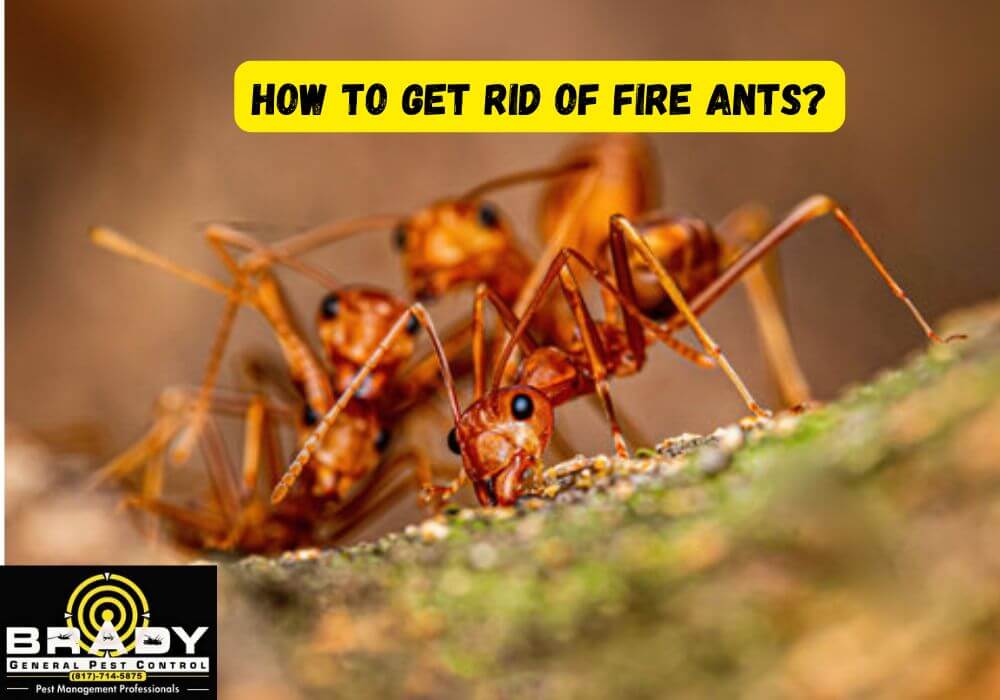 How to Get Rid of Fire Ants