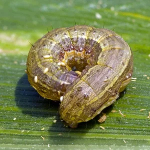 Armyworms bugs how to control them - Brady Pest Control