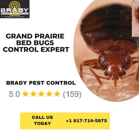 Bed Bug Prevention Tips for Homeowners - Brady Pest Control