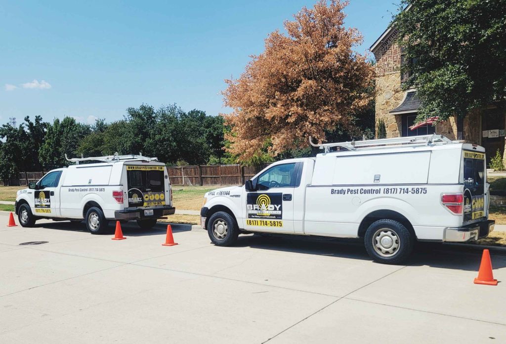 Best Solutions for Long term Tailored Pest Control