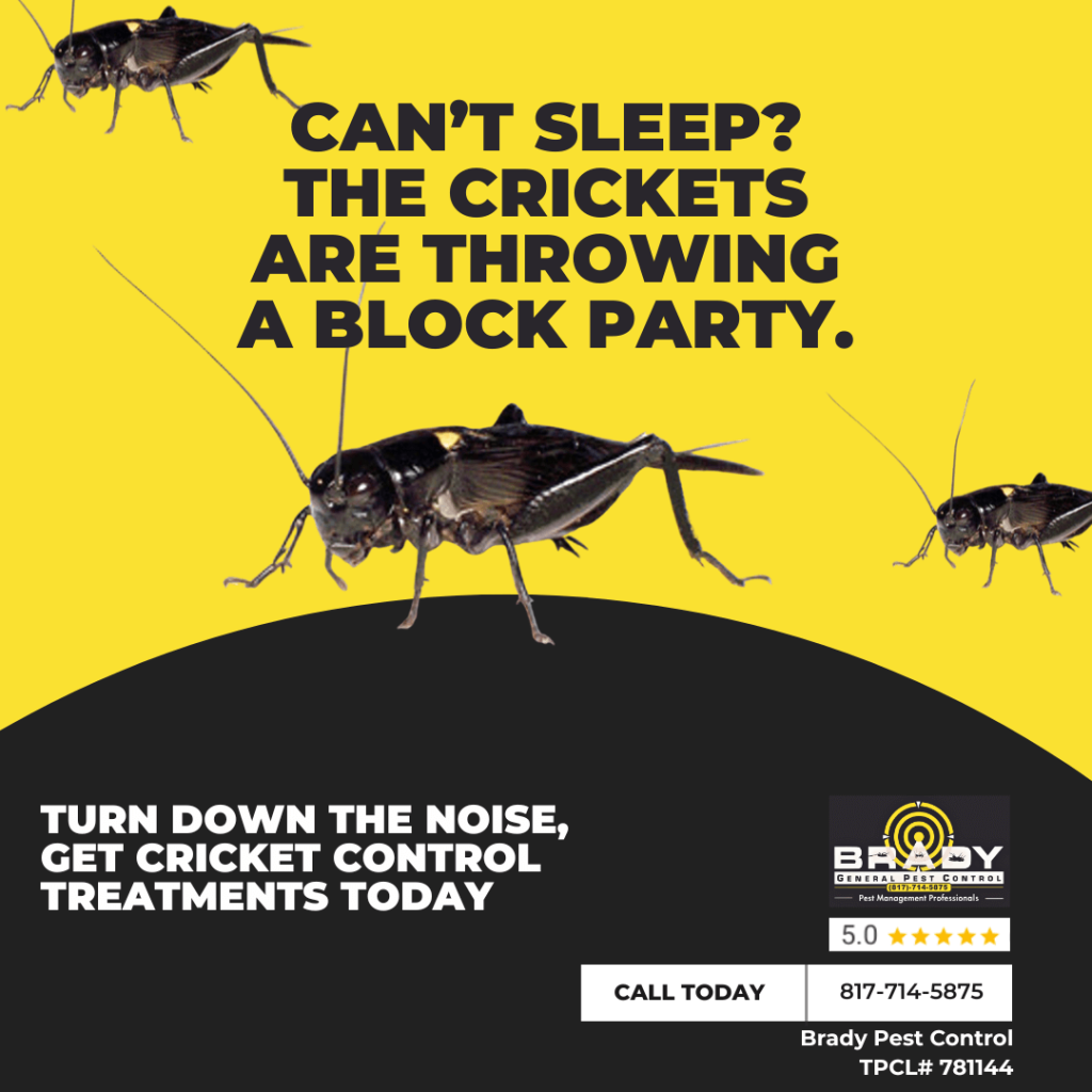Black Crickets Control Expert Near You - Brady Pest Control