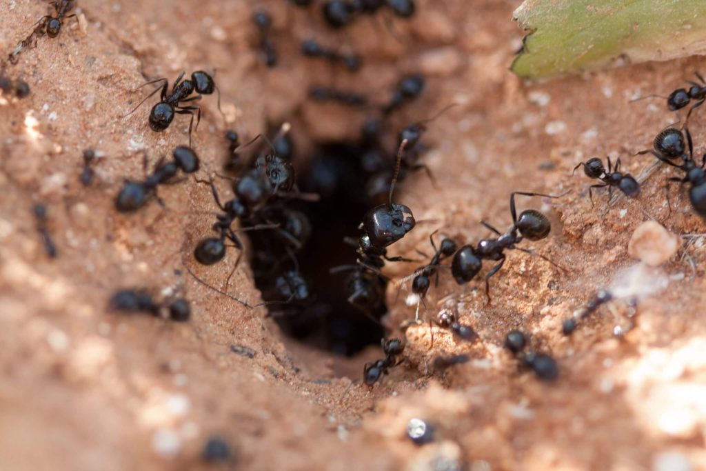 Carpenter-Ants-Texas