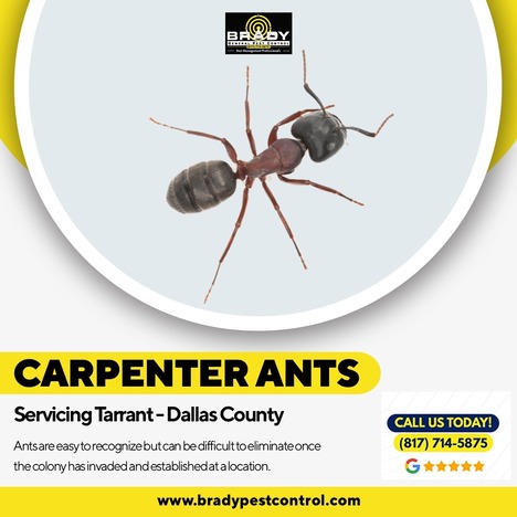 Carpenter Ants Treatments Prevention Expert in Grand Prairie Tx