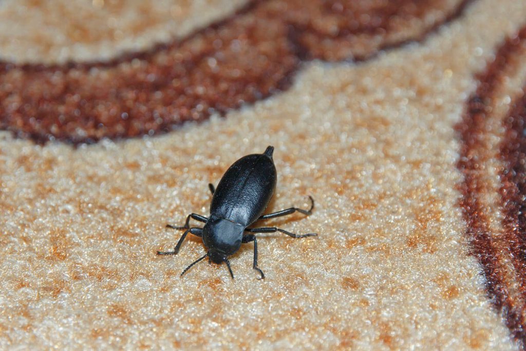 Ground Beetles in Mansfield, TX: Why They Show Up Around Spring 2 How to Get Rid of Carpet Beetles - Brady Pest Control
