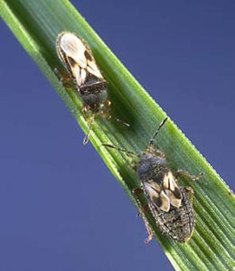 Chinch Bugs How to Control Them - Brady Pest Control