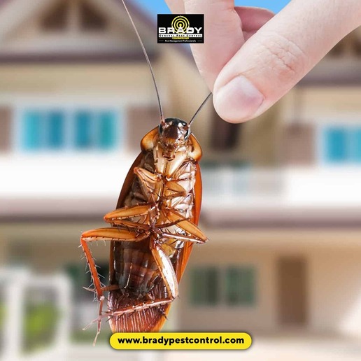 Cockroach Pest Control Expert in Grand Prairie, TX