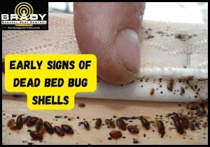 Early Signs of Dead Bed Bug Shells - Brady Pest Control