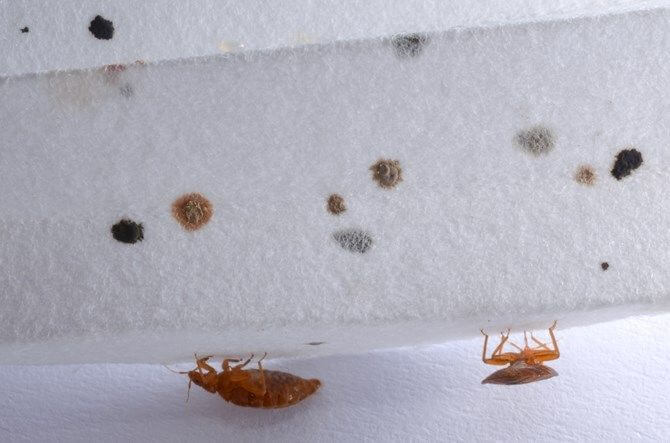 Early Stage Signs of Bed Bugs on Walls - Brady Pest Control
