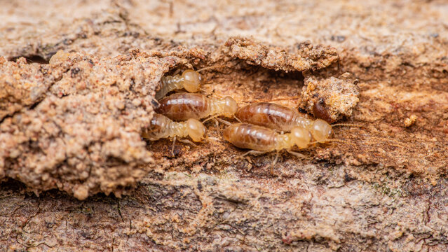 Essential Prevention Strategies for Termite Control