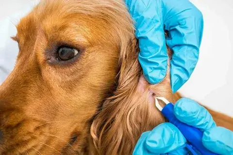 Flea and Tick Control for Homes in DFW