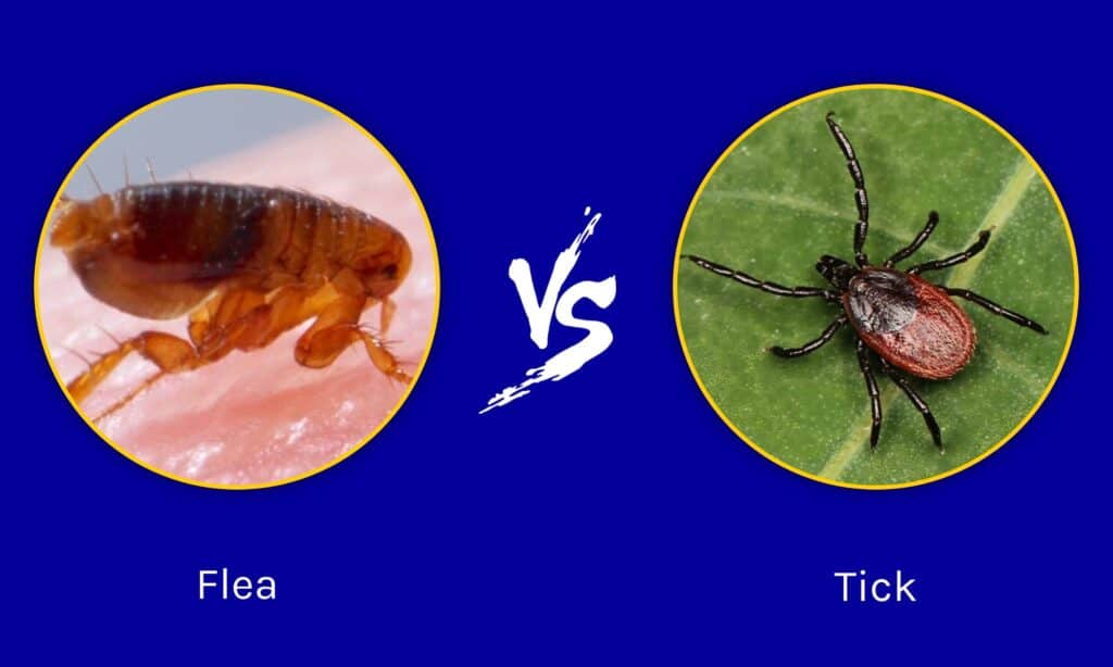 Flea and Tick Problem in Texas
