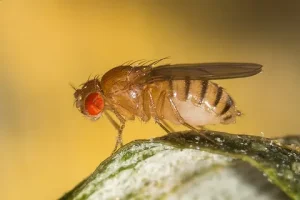 Fly Exterminator - How to Identify & Get Rid of Flies in Your Home: 2026 Guide