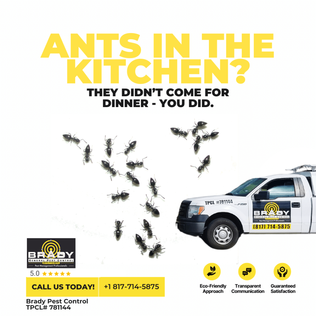 Get Ri of Ants in Grand Prairie TX - Brady Pest Control