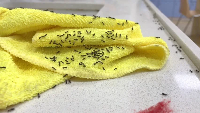 Getting Ri of Ants in Kitchen in Grand Prairie, TX