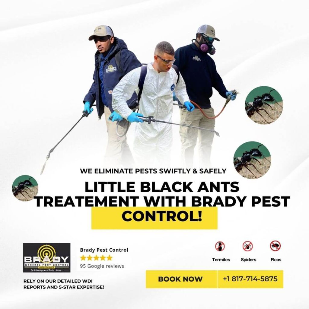Grand Prairie Little Black Ants Treatments Pest Control Black Ants