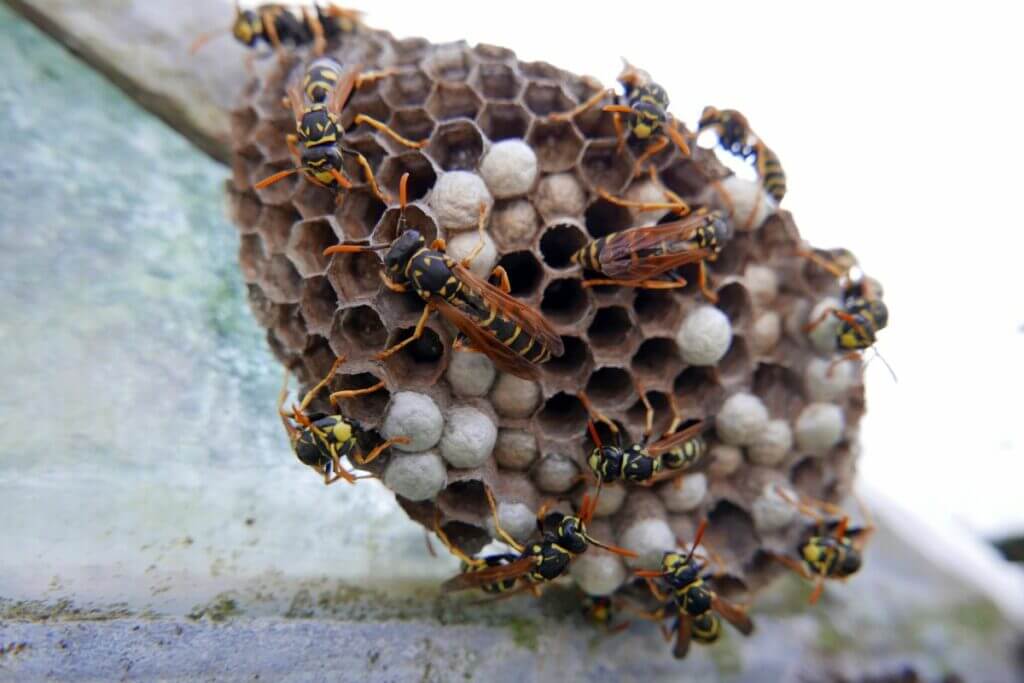 How Long Do Wasps Live