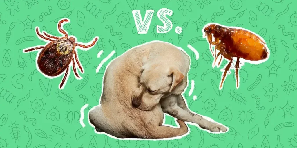 How Temperature and Seasons Impact Fleas? Flea Pest Control DFW - Brady Pest Control