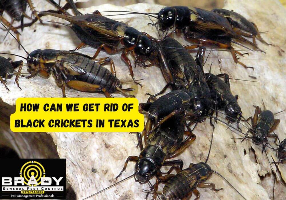 How can we get rid of black crickets in Texas?
