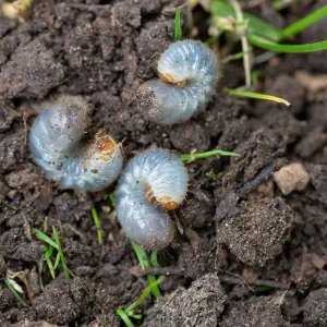 How to Control Lawn Grubs - Brady Pest Control