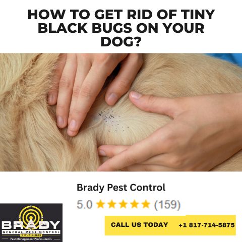 How to Get Rid of Tiny Black Bugs on Your Dog in 2026 - Brady Pest Control