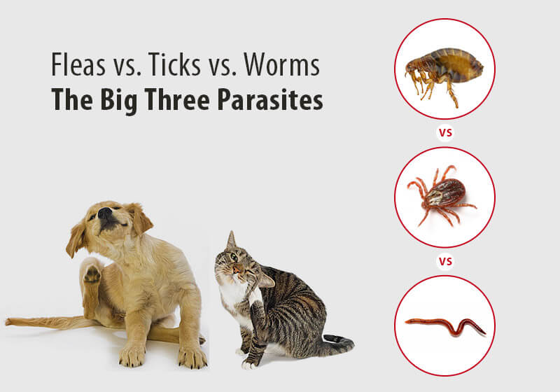 How to Handle Flea and Tick Season in Texas 2026