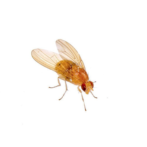 Do Fruit Flies Bite People? How to Get Rid of Fruit Flies in 2026 3 How to Identify Fruit Fly in Grand Prairie, TX