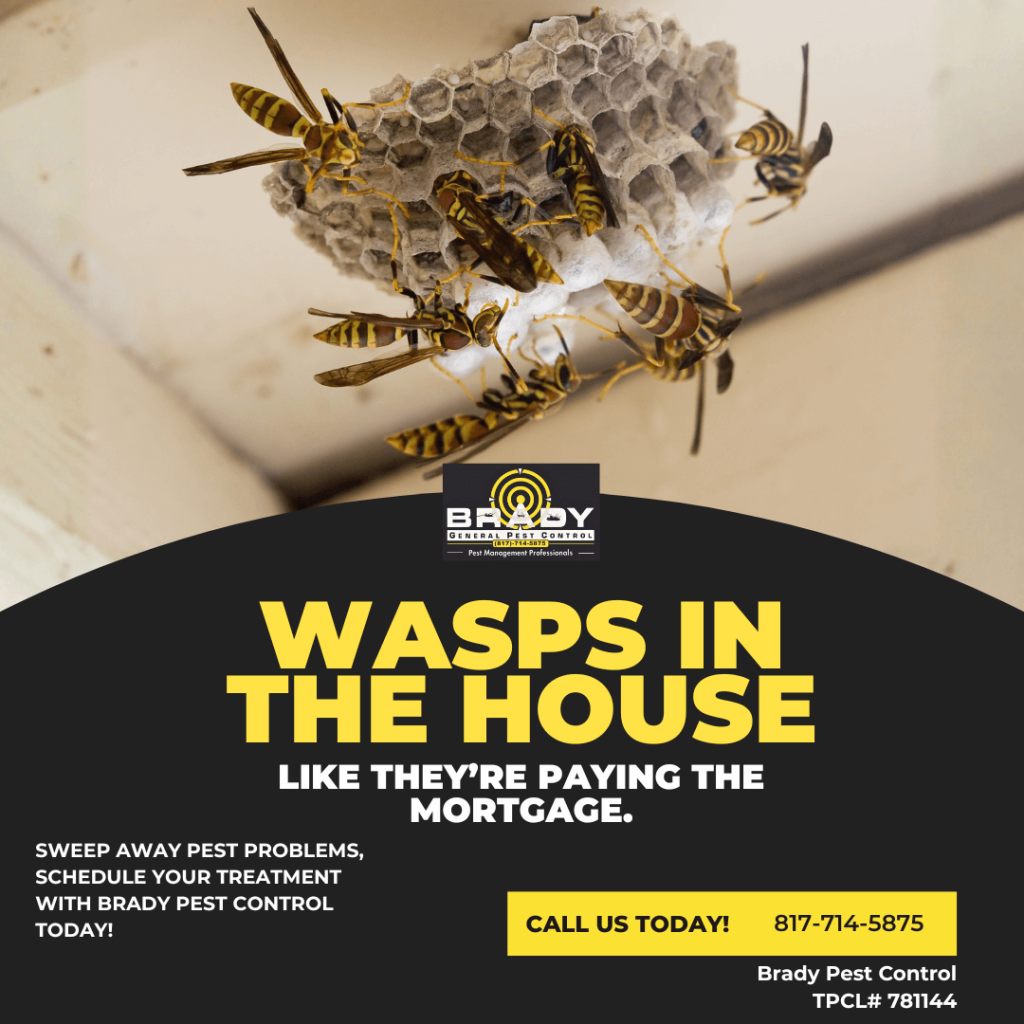 Identification of Red Wasp in Texas - Brady Pest Control