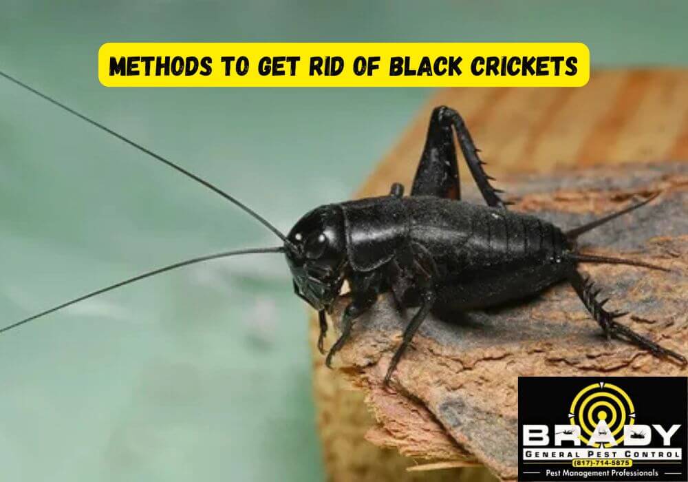 Methods to Get Rid of Black Crickets
