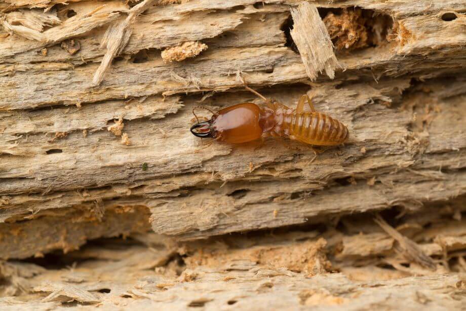 Prevention Tips to Avoid Termites - Brady Pest Control