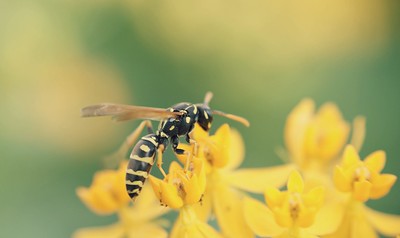 Wasp Activity Around Rooflines, Garages, and Patios in Mansfield, TX 7 Process of Wasp Control and Nest Removal