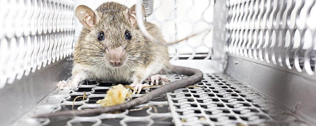 Rat Control Process