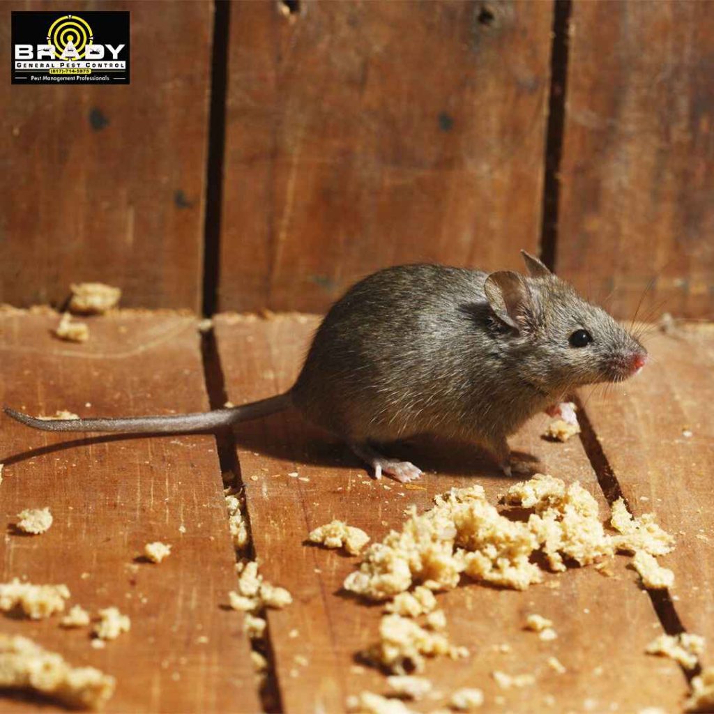 Rodent Control & Removal Expert in Grand Prairie, TX - Brady Pest Control